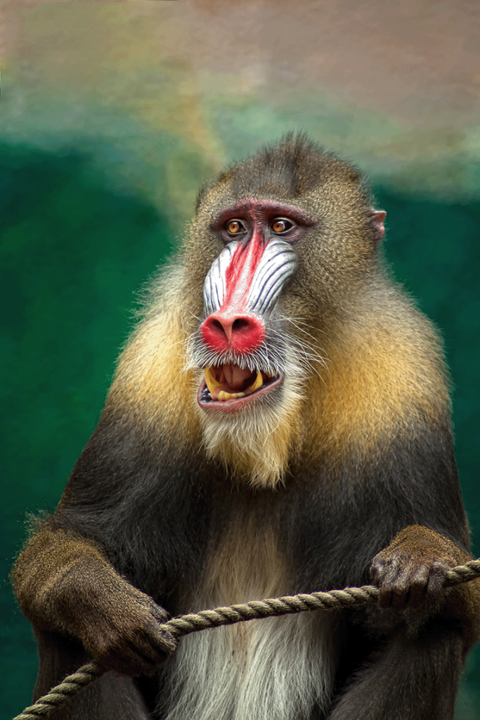 Fotobehang Aap Mandrill