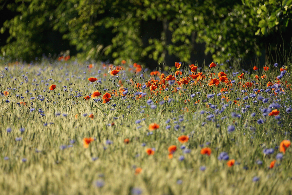 Wilde Bloemen