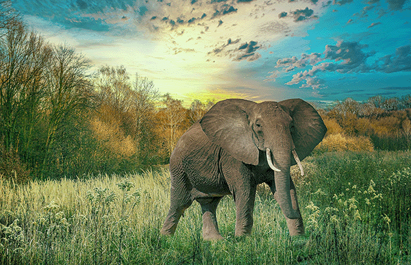 Fotobehang Kinderkamer olifant