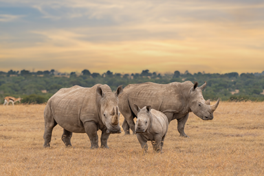Rhino family