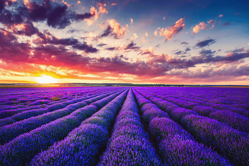 Lavender veld