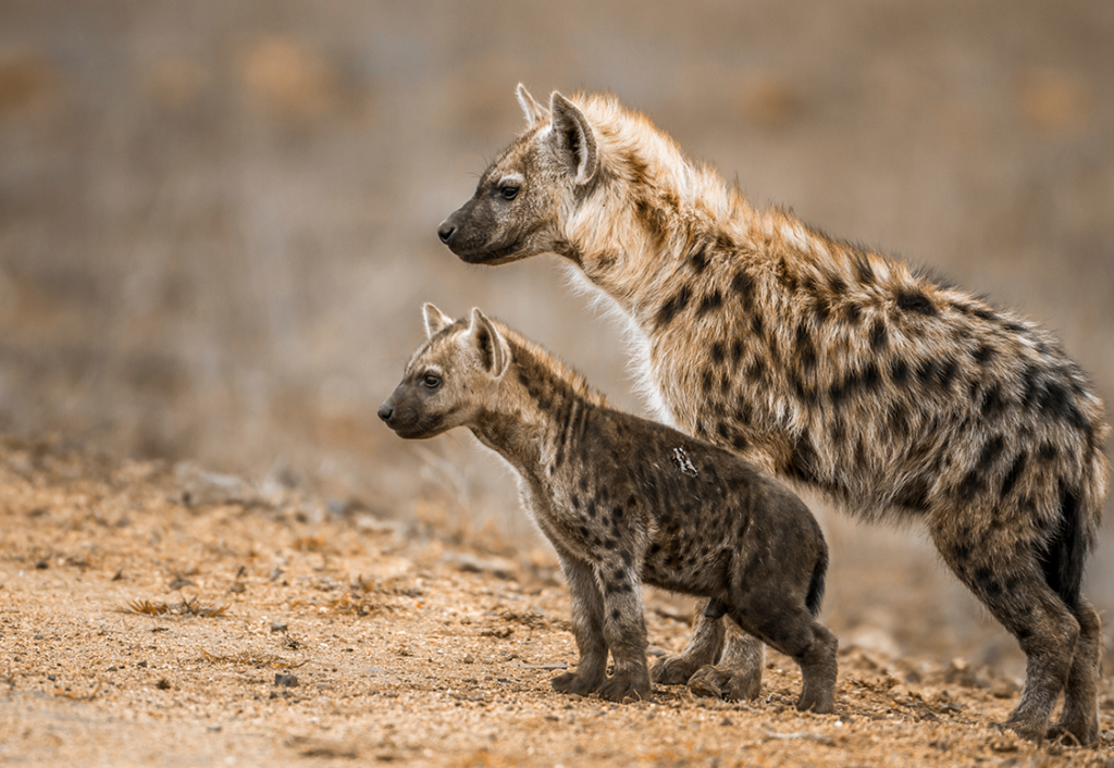 Gevlekte hyena's