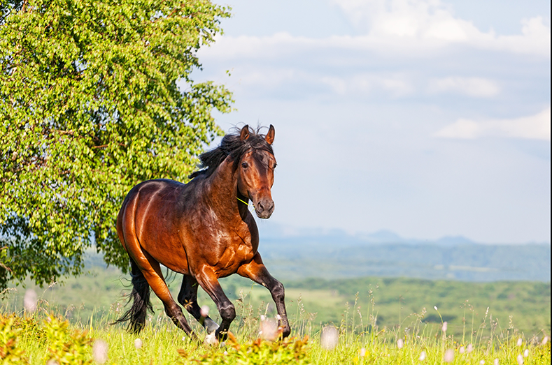Fotobehang, paard, Boerderij, dieren