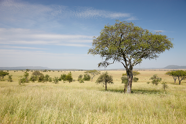 Africas-Serengeti-National-Park-fotobehang
