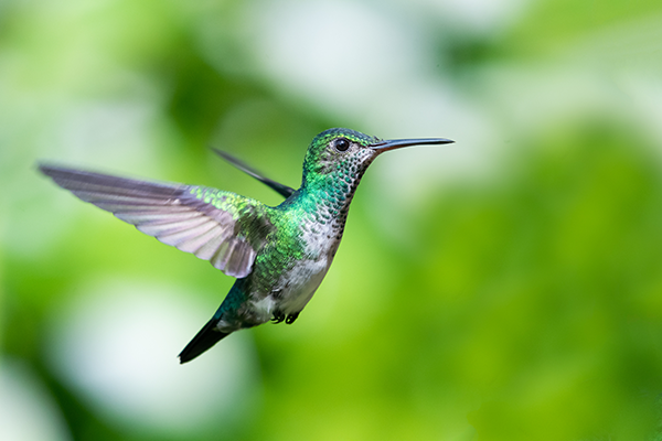 fotobehang vogel Blauwkin-saffierkolibrie
