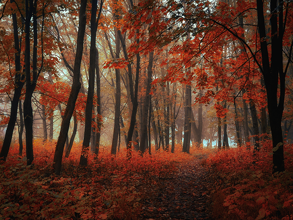 airtex_fotobehang_mistig-bos-in-vurig-rood