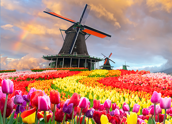 fotobehang-molens-tulpen-zaanse-schans-