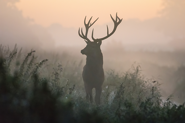 fotobehang-Edelhert-in-de-mist