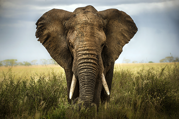 fotobehang-afrikaanse-olifant