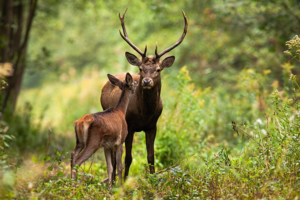 fotobehang-Edelhert-en-kalf-in-het-bos Herten in het bos als fotobehang voor een landelijke woonkamer