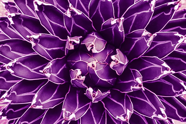 Natuur | Purple Agave