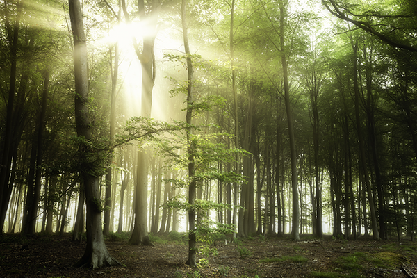 airtex_fotobehang-Zonnig-Boslandschap
