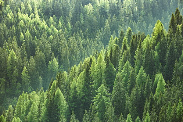 fotobehang - bomen - natuur - Lichtspel in het Naaldbos