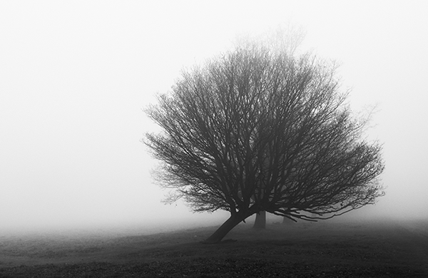 fotobehang - natuur - boom - in - de - mist