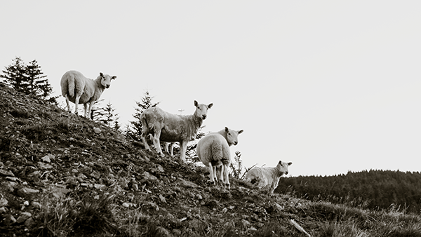 Fotobehang - schapen - airtex - veluwe