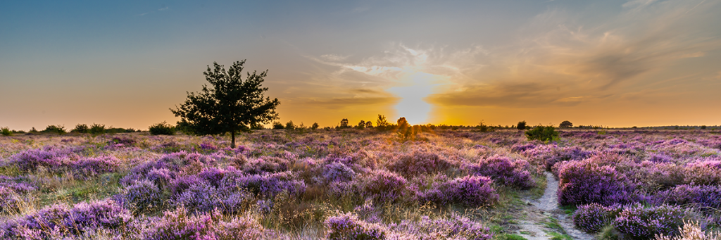 Natuur | Paarse heide op de Ginkelse Heide